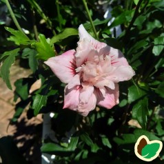 Hibiscus syriacus Leopoldii - Syrisk Rose