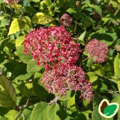 Hydrangea arborescens Pink Annabelle - Træagtig Hortensia