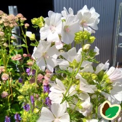 Malva moschata Alba - Moskus Katost