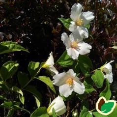Uægt Jasmin Belle Etoile 50-80 cm. - Bundt med 10 stk. barrodsplanter // Philadelphus lemoinei Belle Etoile
