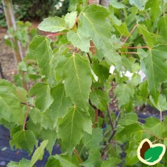 Acer ginnala - Ildløn / Træ 200-250 cm.
