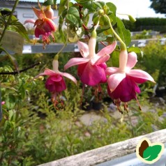 Fuchsia magellanica Annas Choiz - Havefuchsia