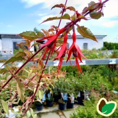 Fuchsia magellanica Variegata / Havefuchsia