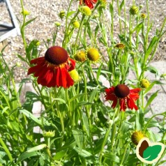 Helenium hybrid Moerheim Beauty / Solbrud