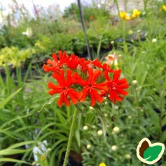 Lychnis chalcedonica - Brændende Kærlighed