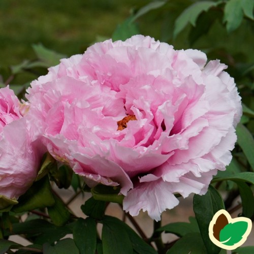 Paeonia Suffruticosa Pink