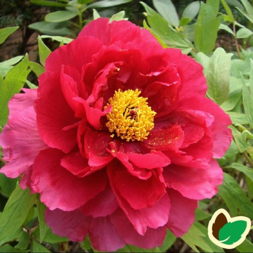 Paeonia Suffruticosa Red