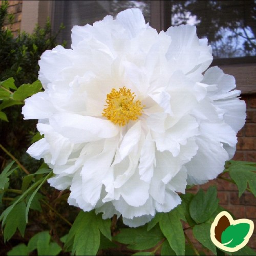 Paeonia Suffruticosa White