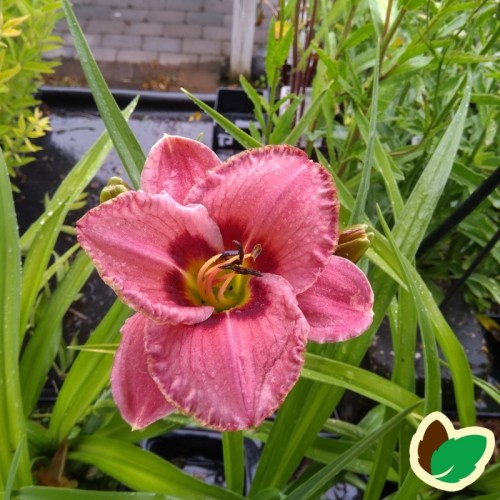 Hemerocallis hybrid Love That Pink / Daglilje