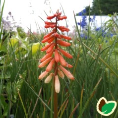 Kniphofia hybrid Orange Vanilla Popsicle - Raketblomst