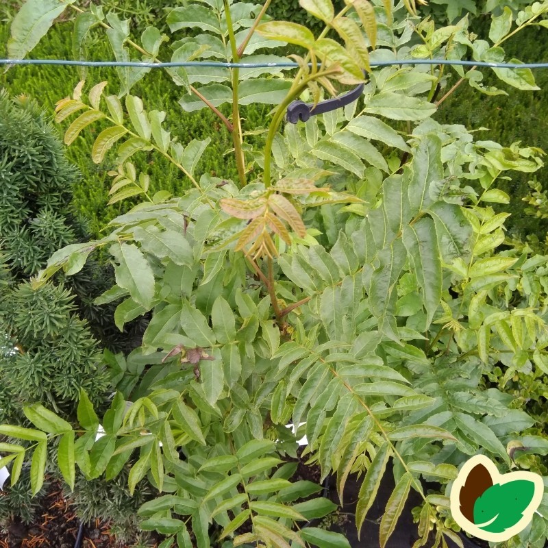 Pterocarya fraxinifolia - Vingevalnød