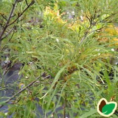 Rhamnus frangula Asplenifolia / Trådbladet Tørstetræ