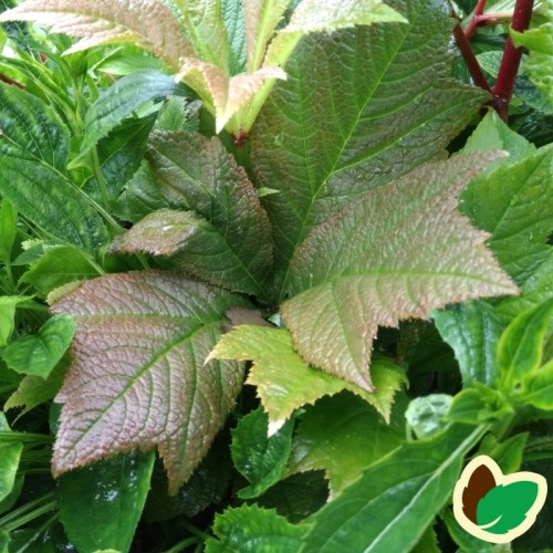 Rodgersia pinnata Chocolate Wings / Bronceblad