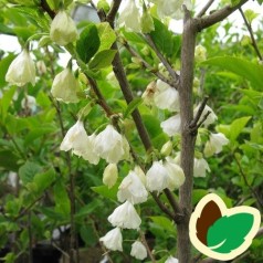 Halesia carolina - Sneklokketræ