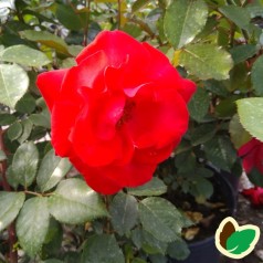 Rose Heidelberg / Slyngrose