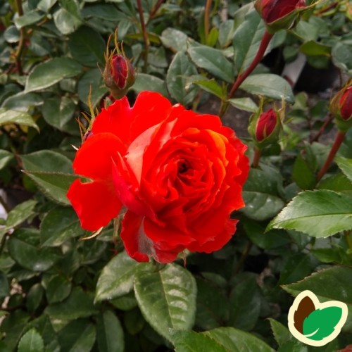 Rose Thank You - Buketrose