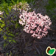 Sambucus nigra Black Lace - Rødfliget Hyld