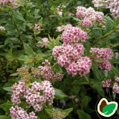 Spiraea japonica Little Princess - Japansk Dværgspiræa