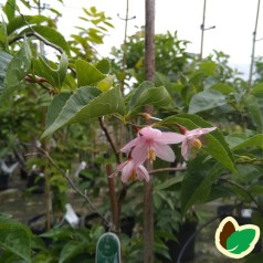 Styrax japonica Pink Chimes / Japansk Sneklokke