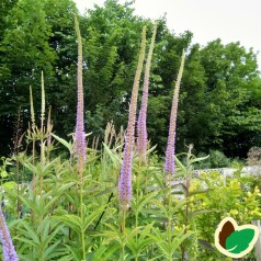 Veronicastrum virginicum Apollo / Virginsk Ærenpris