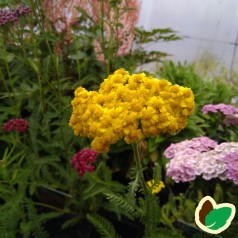 Achillea millefolium Little Moonshine - Røllike