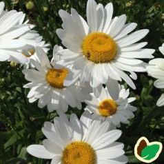 Leucanthemum superbum Becky - Kæmpemargerit