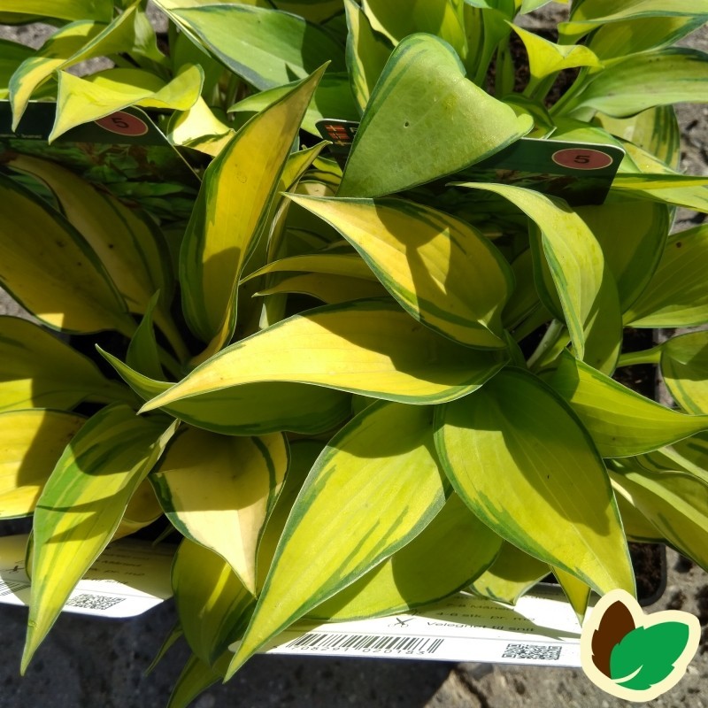 Hosta tardiana June - Funkia