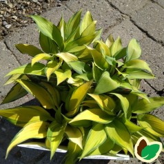 Hosta tardiana June / Funkia