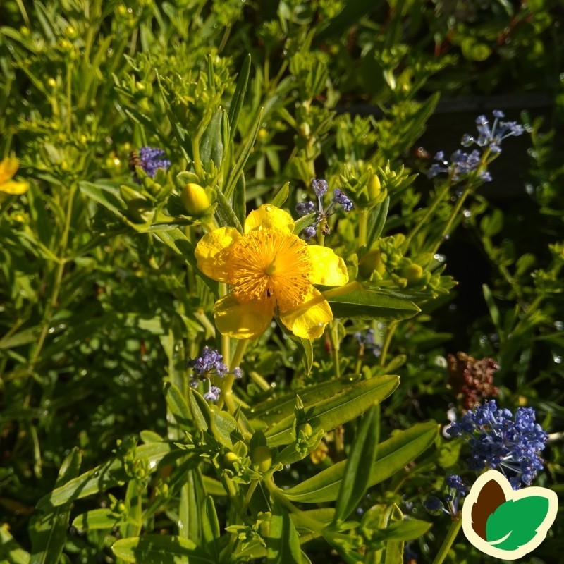 Småbladet Perikon 30-50 cm. - Bundt med 10 stk. barrodsplanter - Hypericum erectum Gemo*