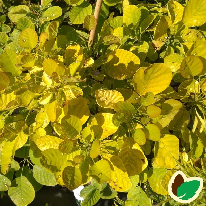 Cotinus coggygria Ancot (Golden Spirit) / Parykbusk