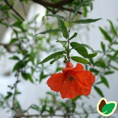 Granatæble - Punica granatum blomst