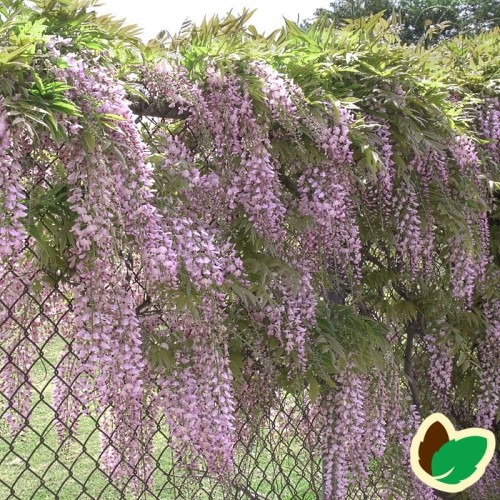 Rosa blåregn / Wisteria Floribunda Rosea