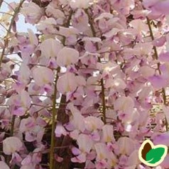 Rosa blåregn / Wisteria Floribunda Rosea