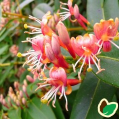 Lonicera Henryi / Kaprifolie