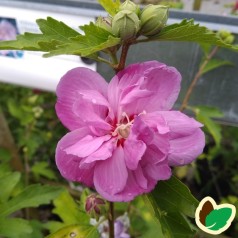 Hibiscus syriacus Ardens / Syrisk Rose
