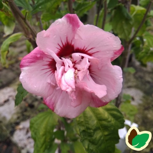 Hibiscus syriacus Lady Stanley / Syrisk Rose