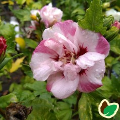 Hibiscus syriacus Lady Stanley / Syrisk Rose