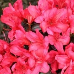 Rhododendron Maruschka - Japansk Azalea