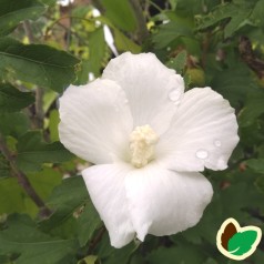 Hibiscus syriacus Totus Albus / Syrisk Rose