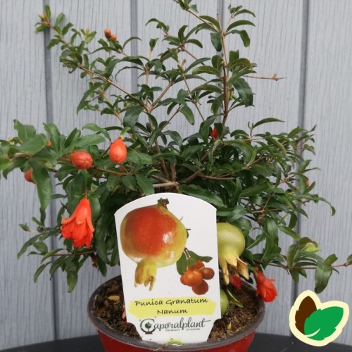 Dværg Granatæble (Punica Granatum 'Nana')