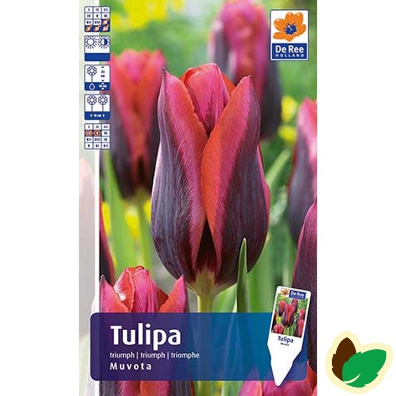 Tulipanløg Muvota / Enkelt Tulipan - 10 Løg