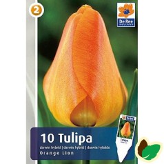 Tulipanløg Orange Lion / Enkelt Tulipan - 10 Løg