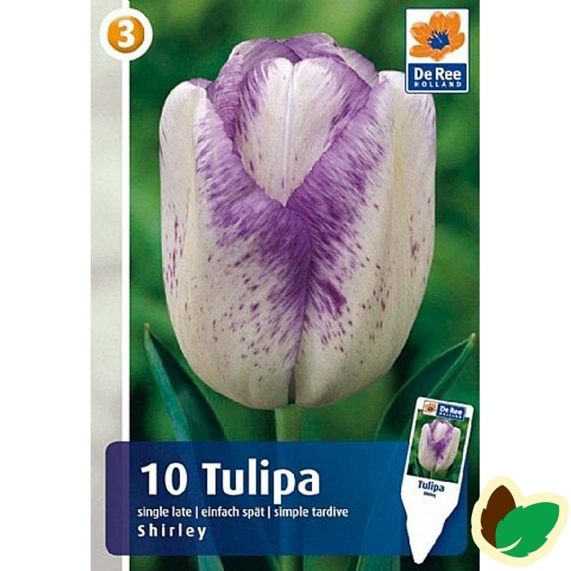 Tulipanløg Shirley / Triumph Tulipan - 10 Løg