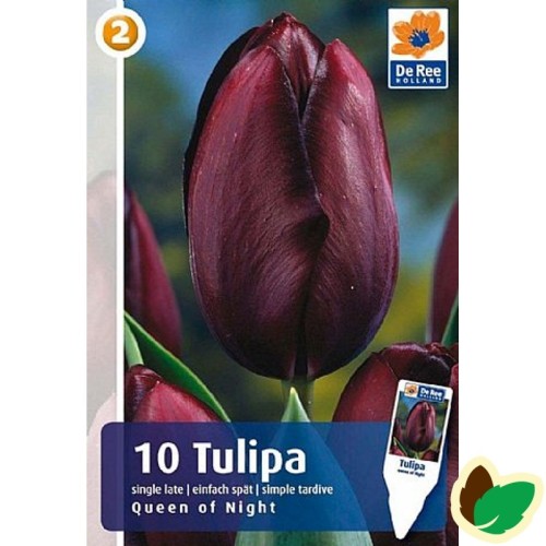 Tulipanløg Queen of Night / Enkelt Tulipan - 10 Løg