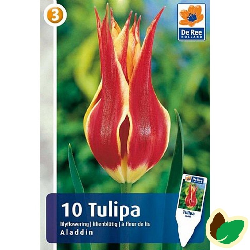 Tulipanløg Aladdin - Liljeblomstrende Tulipan - 10 Løg