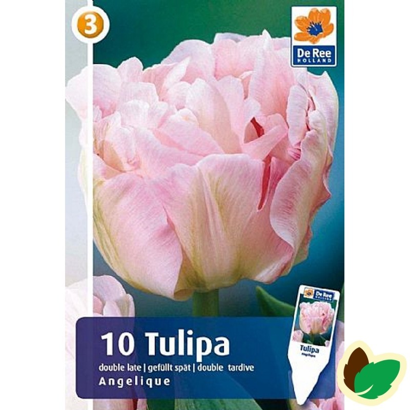 Tulipanløg Angelique - Dobbelt Tulipan - 10 Løg