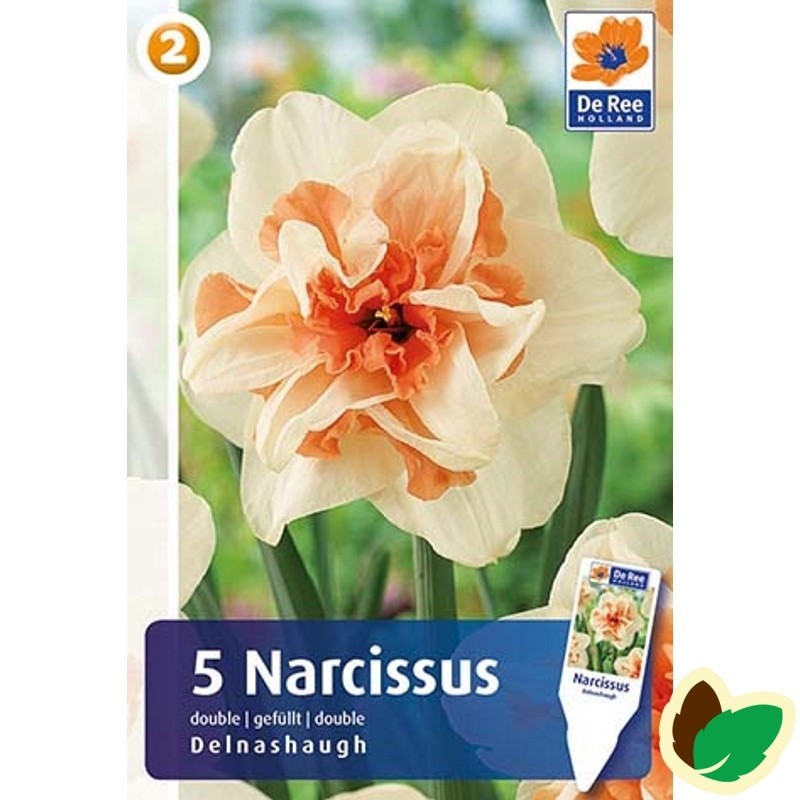 Påskeliljeløg Delnashaugh - Narcissus  / 5 Løg