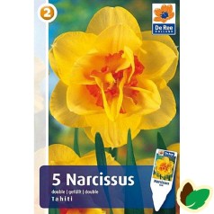 Påskeliljeløg Tahiti - Narcissus / 5 Løg