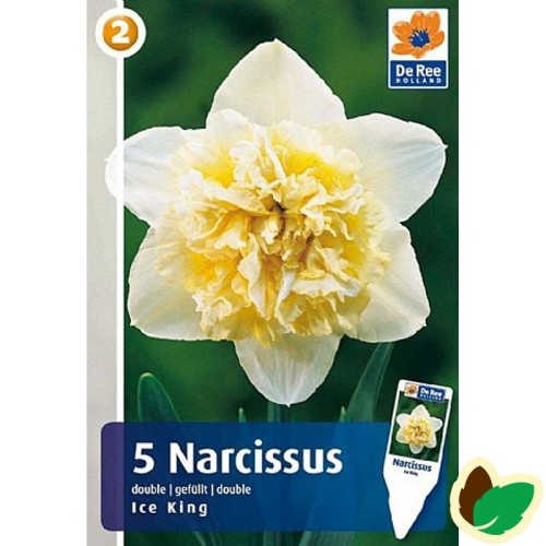 Påskeliljeløg Ice King - Narcissus / 5 Løg