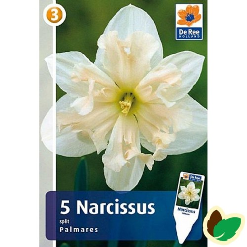 Påskeliljeløg Palmares - Narcissus / 5 Løg